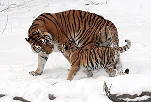 Амур къапланны (Panthera tigris altaica) тишиси баласы бла