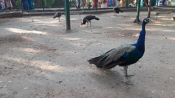 Peacock in VOC zoological garden, Coimbatore