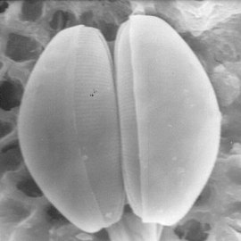 pennate diatom