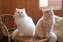 Deux chats persans sur une table en bois.