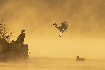 'n Witborskormorant (Phalacrocorax carbo), 'n kleinwitreier (Egretta garzetta) en 'n kraageend (Mareca strepera) op die Taudaha-meer naby Katmandoe, Nepal.