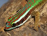 Cabeça e tronco de um lagarto verde-vermelho na casca de uma árvore