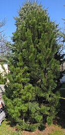 Pinus rotundata