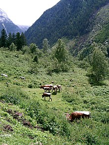 Pincgaŭra brutaro en la Alpoj