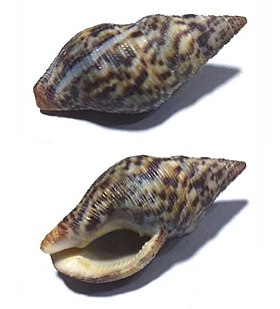 Duas vistas de um mesmo espécime do molusco costeiro da família Pisaniidae P. pusio (Linnaeus, 1758); coletado em ambiente rochoso da praia do Bonete, Ubatuba, São Paulo, região sudeste do Brasil.