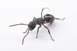 Polyrhachis hookeri