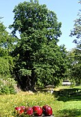 Prins Eugens ek på Waldemarsudde är Stockholms största träd. I förgrunden syns Ulla Kraitz' konstverk "Röda äpplen", sommaren 2007.