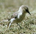 Hume's ground tit