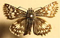 Male Common Checkered-skipper, Pyrgus communis