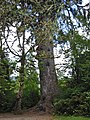 Sitkinė eglė (Picea sitchensis). Aukščiausia yra išmatuota 96,7 m.