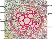 Ranunculus root cross section Ranunculus Root Cross Section.png