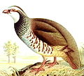 Red-legged partridge Alectoris rufa