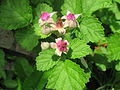 ナワシロイチゴ （バラ科） Rubus parvifolius