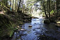 Mount Field National Park, a temperate forest