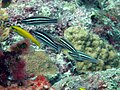 2 Juvenile Scarus iseri mit 2 Juvenilen Scarus taeniopterus. Man achte auf das Hauptunterscheidungsmerkmal, die Gelbfärbung des Fischmauls bei Scarus iseri.
