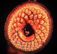 Bouche d'une lamproie marine (Petromyzon marinus)