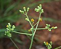 Senecio oxyriifolius