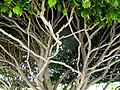 Гілля дерев у Тенерифе, Іспанія