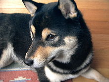 Shiba inu blacktan.jpg