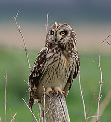 A short-eared owl sitting on a wooden pole in front of a large field