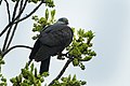 Speckled Wood-Pigeon from [[Bhutan