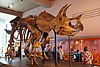 Skeletal mount of Triceratops horridus.