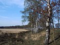 Veluwezwerfpad op de Hoge Veluwe.