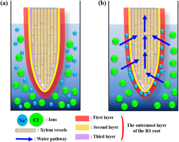Seawater filtration in the root of the mangrove Rhizophora stylosa. (a) Schematic of the root. The outermost layer is composed of three layers. The root is immersed in NaCl solution. (b) Water passes through the outermost layer when a negative suction pressure is applied across the outermost layer. The Donnan potential effect repels Cl ions from the first sublayer of the outermost layer. Na ions attach to the first layer to satisfy the electro-neutrality requirement and salt retention eventually occurs. Water filtration in mangrove roots.webp