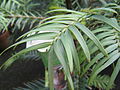 Wollemi Pine