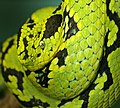 Serpiente nauyaca verdinegra