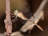 Male lateral view