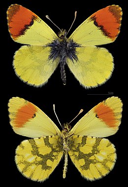 Anthocharis belia ♂