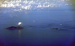 左起为鱼钓岛（钓鱼岛）、北小岛、南小岛