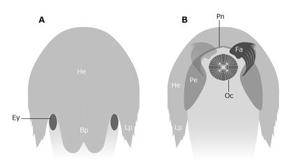 フルディア科のカンブロラスターの頭部における背側（He）と左右（Pe）の甲皮の位置