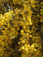 Wattle is the flower on the Coat of Arms of Australia.