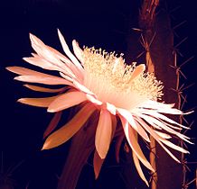 Acanthocereus tetragonus