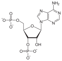 Skeletal formula of adenosine 3',5'-bisphosphate