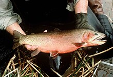 Greenback cutthroat trout hybridize with rainbow trout to produce hybrid "cutbows" Adult greenback cutthroat trout fish oncorhynchus clarki stomias.jpg