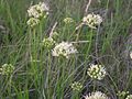 Allium flavescens