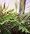 Figura 4.13. Esporófitu d'Anemia mexicana. Esti xéneru ye conocíu na zona subtropical de Suramérica como "doradilla". Nótense los trofoesporofilos sectoriales, les pinas basales fértiles amenorgaes, formando un "recímanu" que s'alza percima de les pinas apicales fotosintétiques.