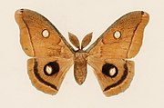 Lepidochrome (scale print) of the Polyphemus moth