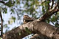 File:Antillean Nighthawk (Chordeiles gundlachii); with distinctive white patch, resting in Cabo Rojo National Wildlife Refuge, Puerto Rico.JPG