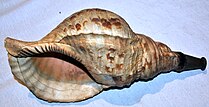 A conch shell with trumpet tip attached
