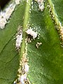 Apefly first-instar caterpillar