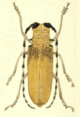 Apriona rugicollis