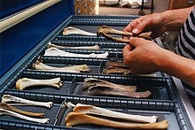 A reference collection of shinbones (Tibia) of different animal species helps determining old bones. Dutch Heritage Agency. Archeozoologie-Referentiecollectie-Tibia-RCE.jpg