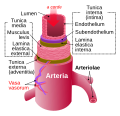 Thumbnail for Arteria