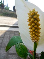 Bunga Lili perdamaian di Kebun Raya Kuningan