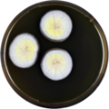 Aspergillus ardalensis growing on MEAOX plate