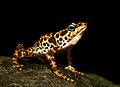 Image 2 Atelopus certus Photo: Brian Gratwicke Atelopus certus is a species of toad endemic to the Darién Province of eastern Panama. Much of its range falls within the Darién National Park, a protected area and World Heritage Site. It is classified as endangered, primarily due to the advancing wave of chytridiomycosis moving through Central America. More selected pictures